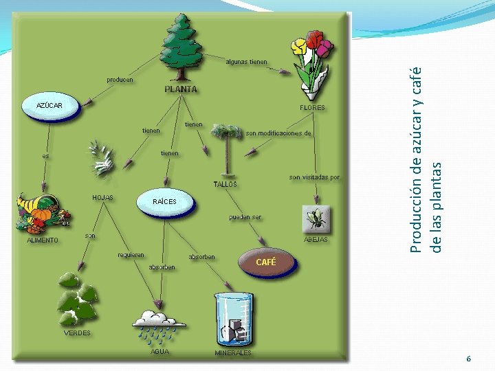 6 Producción de azúcar y café de las plantas 