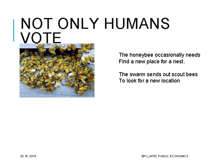 NOT ONLY HUMANS VOTE The honeybee occasionally needs Find a new place for a