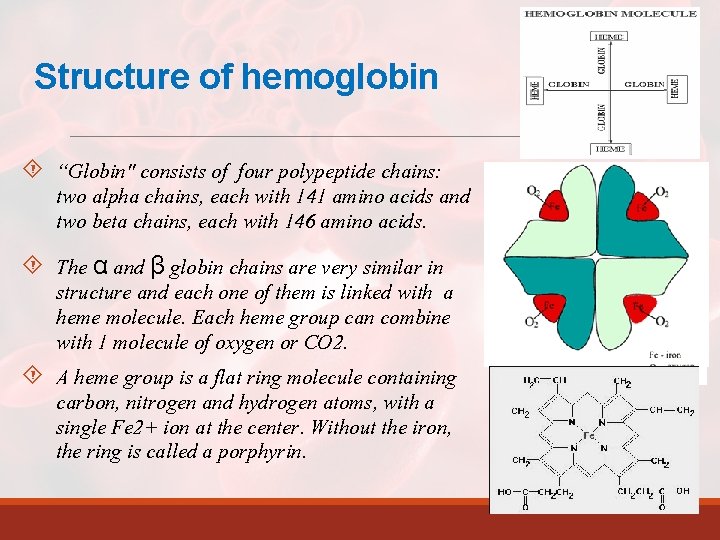 Structure of hemoglobin “Globin" consists of four polypeptide chains: two alpha chains, each with