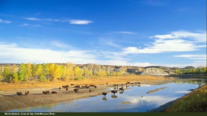 North Dakota, bison at the Little Missouri River 