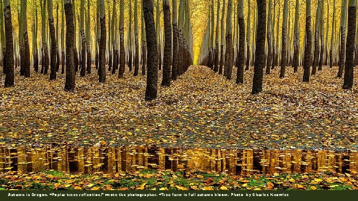 Autumn in Oregon. “Poplar trees reflection, ” wrote the photographer. “Tree farm in full