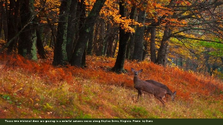 These two whitetail does are grazing in a colorful autumn scene along Skyline Drive,