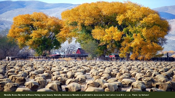 Nevada Onion Harvest in Mason Valley, Lyon County, Nevada. Autumn in Nevada is predicted