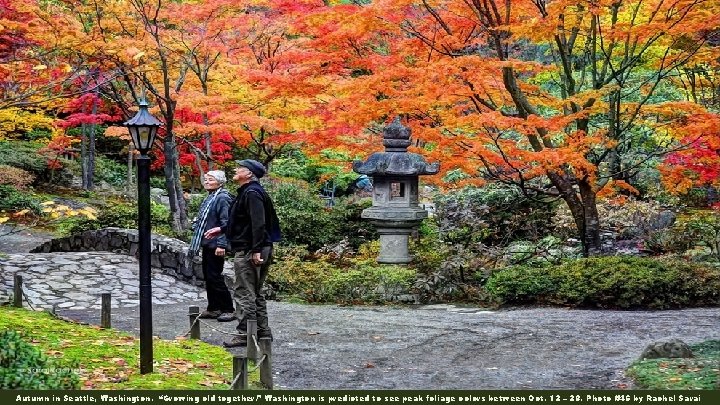 Autumn in Seattle, Washington. “Growing old together. ” Washington is predicted to see peak