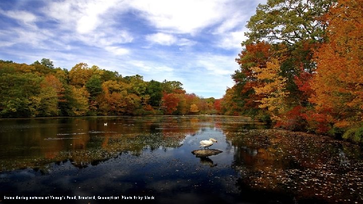 Swan during autumn at Young’s Pond, Branford, Connecticut Photo #7 by Slack 