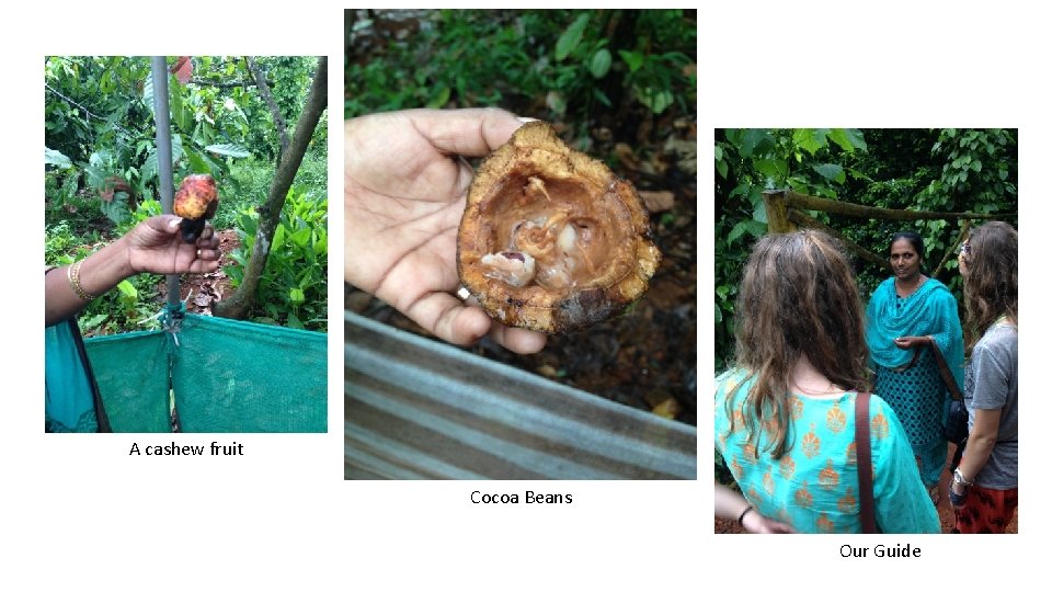 A cashew fruit Cocoa Beans Our Guide A cashew fruit Cocoa Beans Our Guide
