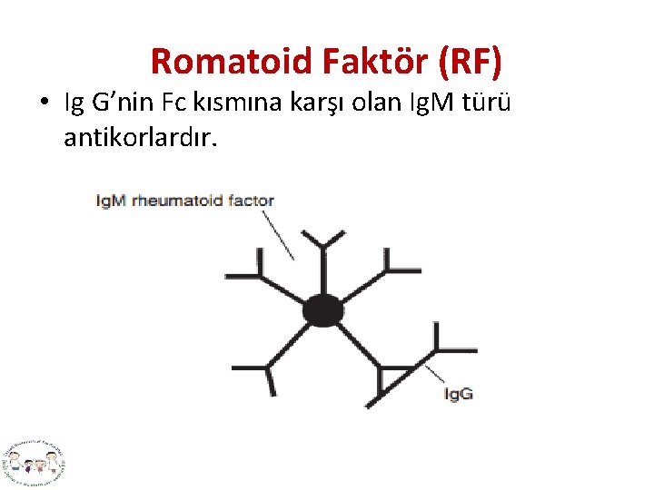 Romatoid Faktör (RF) • Ig G’nin Fc kısmına karşı olan Ig. M türü antikorlardır.