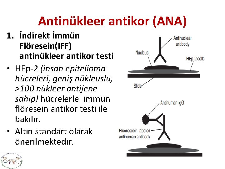 Antinükleer antikor (ANA) 1. İndirekt İmmün Flöresein(IFF) antinükleer antikor testi • HEp-2 (insan epitelioma