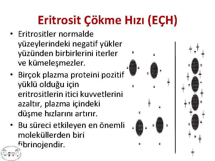 Eritrosit Çökme Hızı (EÇH) • Eritrositler normalde yüzeylerindeki negatif yükler yüzünden birbirlerini iterler ve