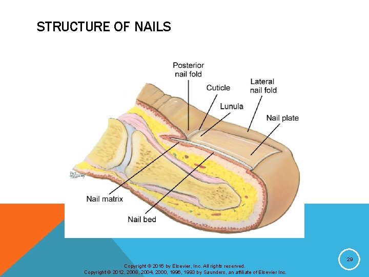 STRUCTURE OF NAILS 29 Copyright © 2016 by Elsevier, Inc. All rights reserved. Copyright