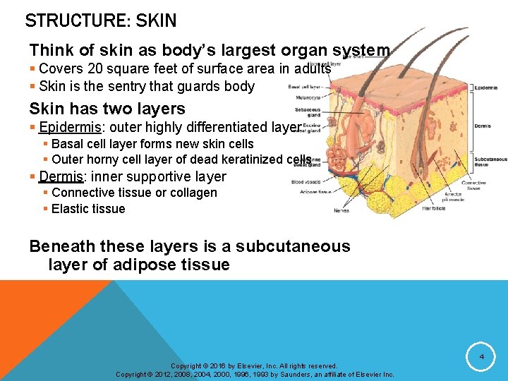 STRUCTURE: SKIN Think of skin as body’s largest organ system § Covers 20 square