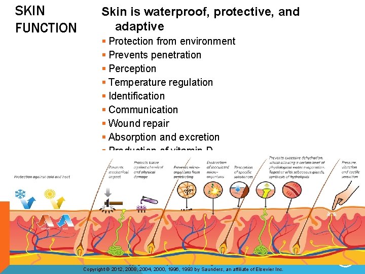 SKIN FUNCTION Skin is waterproof, protective, and adaptive § Protection from environment § Prevents