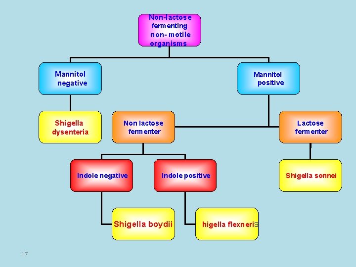 Non-lactose fermenting non- motile organisms Mannitol negative Shigella dysenteria Mannitol positive Non lactose fermenter