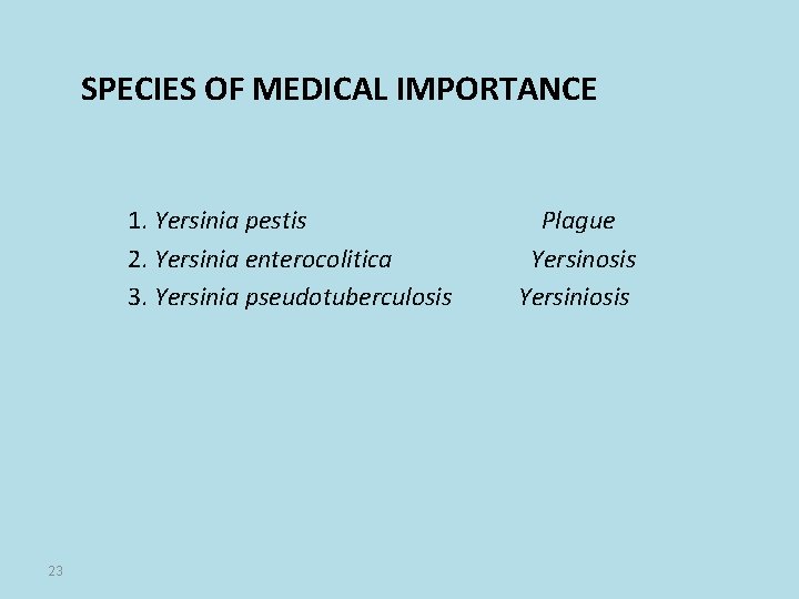 SPECIES OF MEDICAL IMPORTANCE 1. Yersinia pestis 2. Yersinia enterocolitica 3. Yersinia pseudotuberculosis 23