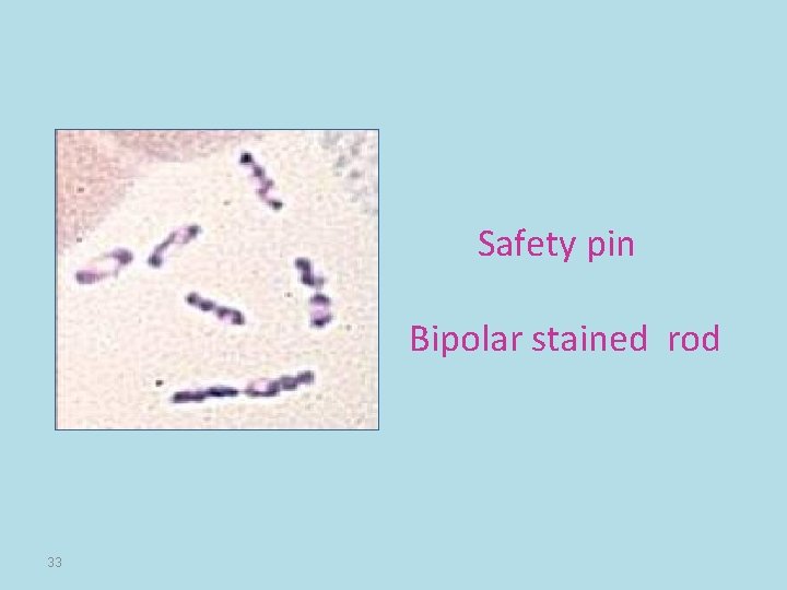 Safety pin Bipolar stained rod 33 