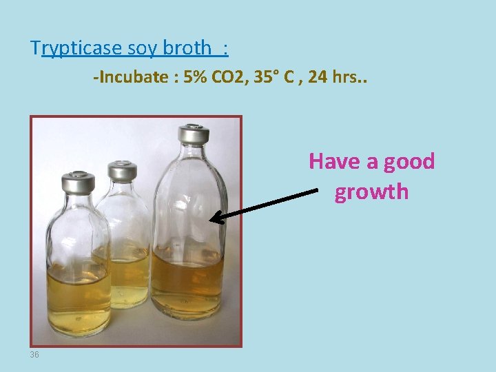 Trypticase soy broth : -Incubate : 5% CO 2, 35° C , 24 hrs.