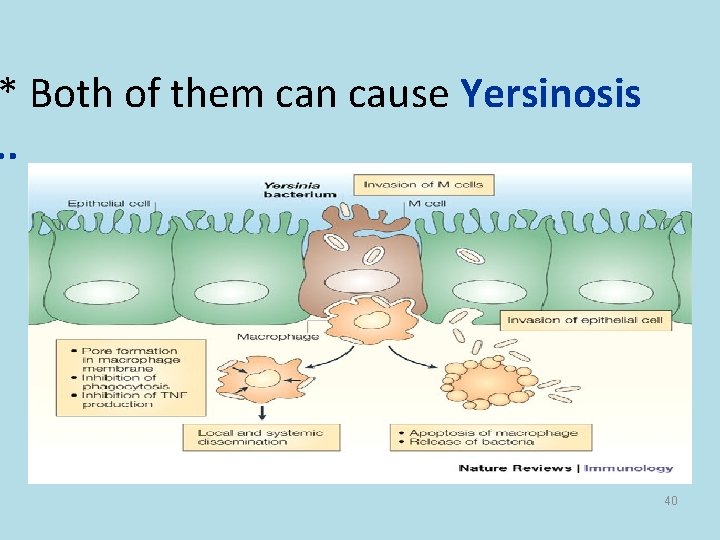 * Both of them can cause Yersinosis. . 40 