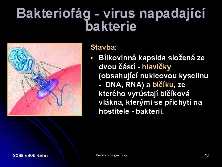 Bakteriofág - virus napadající bakterie Stavba: • Bílkovinná kapsida složená ze dvou částí -