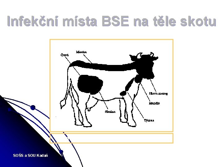 Infekční místa BSE na těle skotu Bovinní spongiformní encephalopatie SOŠS a SOU Kadaň Obecná