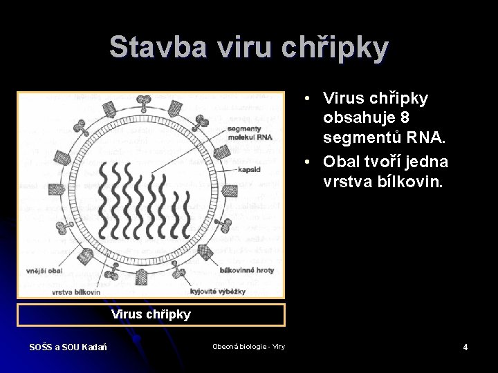 Stavba viru chřipky • Virus chřipky obsahuje 8 segmentů RNA. • Obal tvoří jedna