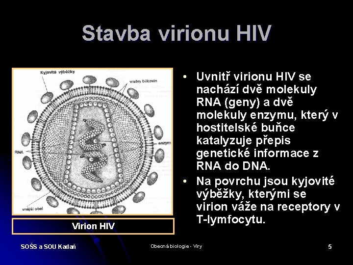 Stavba virionu HIV Virion HIV SOŠS a SOU Kadaň • Uvnitř virionu HIV se