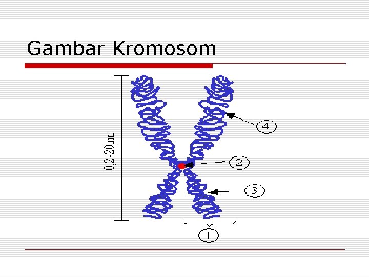 Gambar Kromosom 