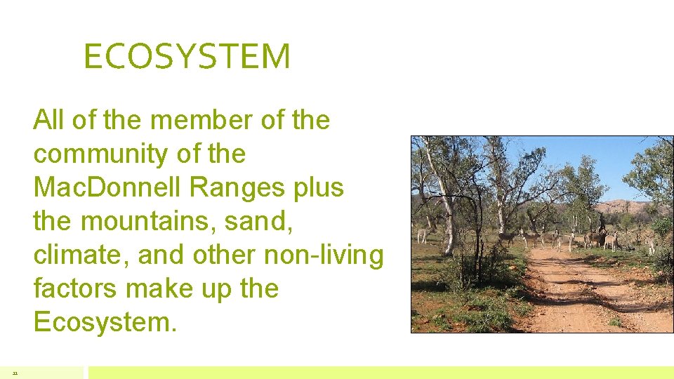 ECOSYSTEM All of the member of the community of the Mac. Donnell Ranges plus