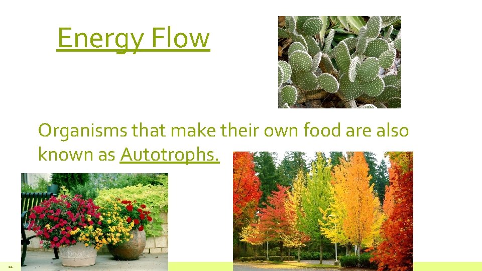 Energy Flow Organisms that make their own food are also known as Autotrophs. 22