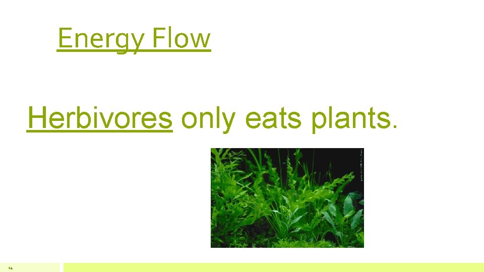 Energy Flow Herbivores only eats plants. 24 