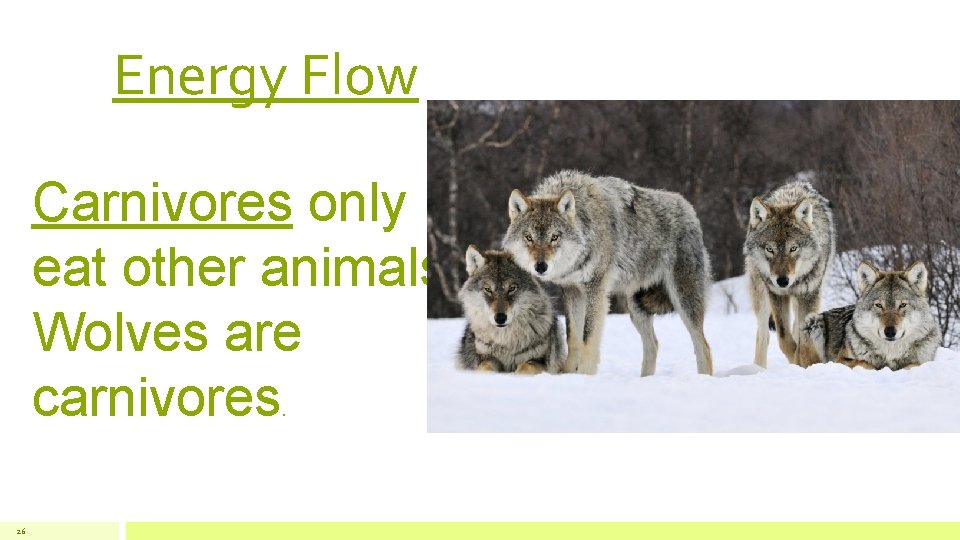 Energy Flow Carnivores only eat other animals. Wolves are carnivores. 26 