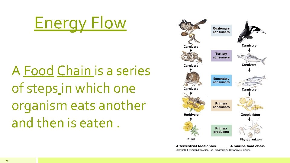 Energy Flow A Food Chain is a series of steps in which one organism