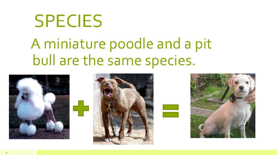 SPECIES A miniature poodle and a pit bull are the same species. 3 