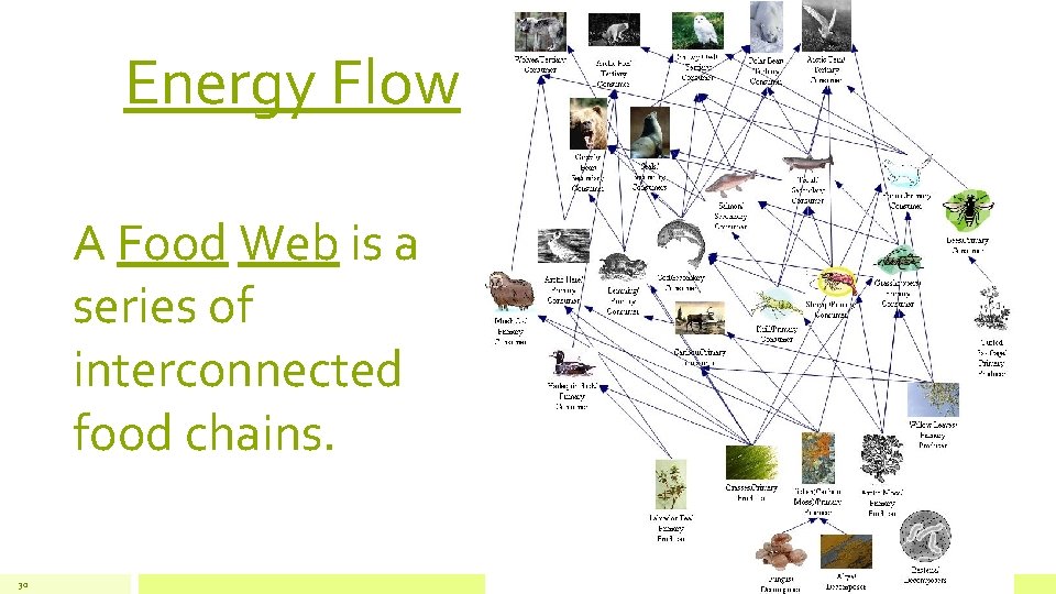 Energy Flow A Food Web is a series of interconnected food chains. 30 