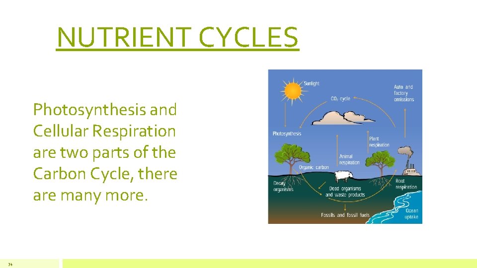 NUTRIENT CYCLES Photosynthesis and Cellular Respiration are two parts of the Carbon Cycle, there