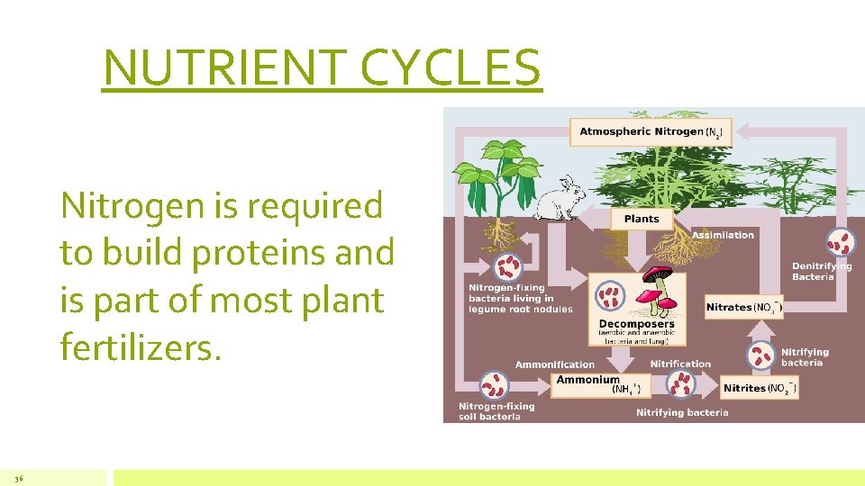 NUTRIENT CYCLES Nitrogen is required to build proteins and is part of most plant