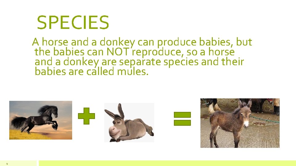 SPECIES A horse and a donkey can produce babies, but the babies can NOT