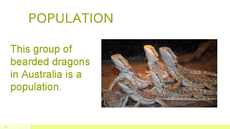 POPULATION This group of bearded dragons in Australia is a population. 7 