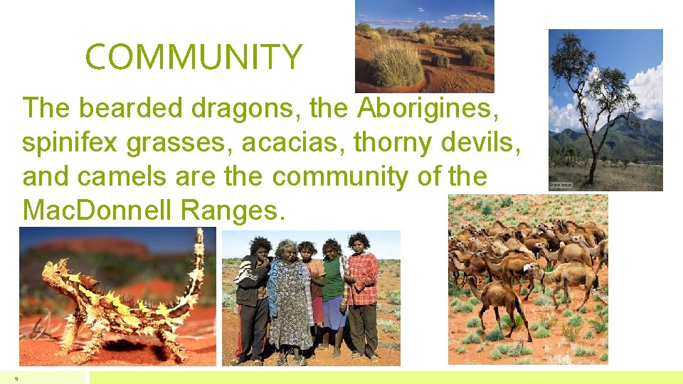 COMMUNITY The bearded dragons, the Aborigines, spinifex grasses, acacias, thorny devils, and camels are