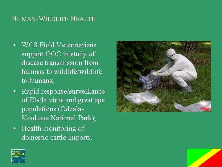 HUMAN-WILDLIFE HEALTH • WCS Field Veterinarians support GOC in study of disease transmission from