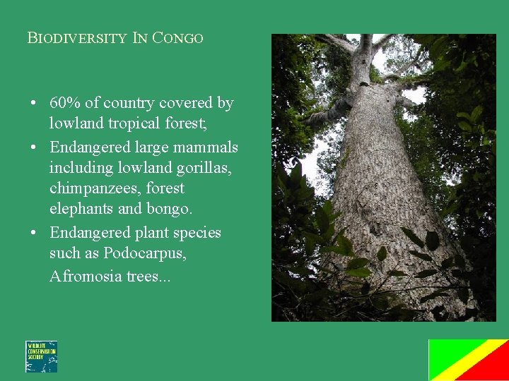 BIODIVERSITY IN CONGO • 60% of country covered by lowland tropical forest; • Endangered