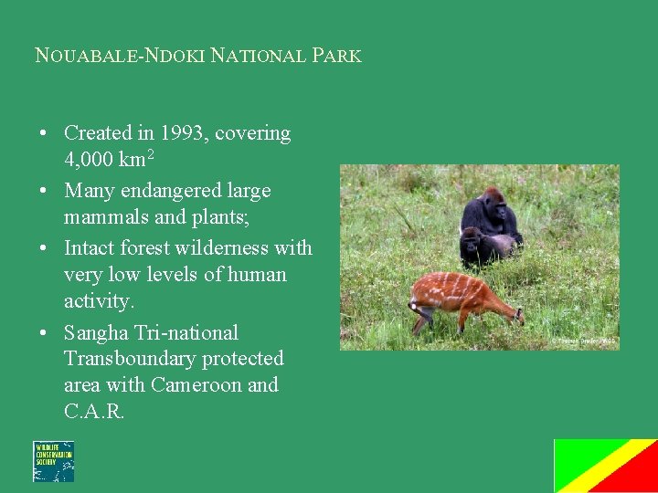 NOUABALE-NDOKI NATIONAL PARK • Created in 1993, covering 4, 000 km 2 • Many