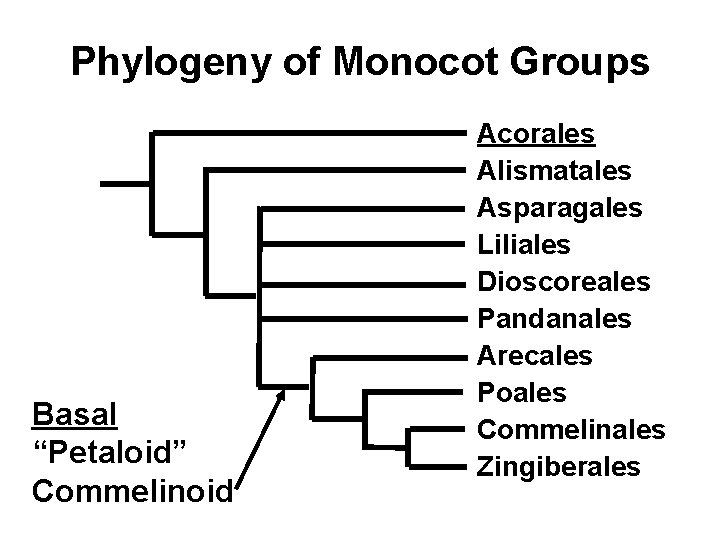 Phylogeny of Monocot Groups Basal “Petaloid” Commelinoid Acorales Alismatales Asparagales Liliales Dioscoreales Pandanales Arecales