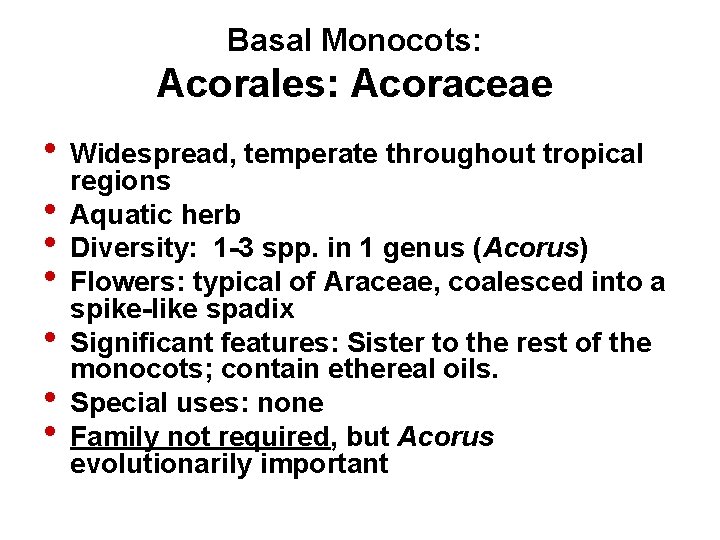 Basal Monocots: Acorales: Acoraceae • Widespread, temperate throughout tropical regions • Aquatic herb •