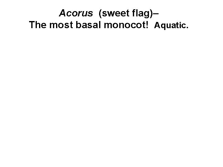 Acorus (sweet flag)– The most basal monocot! Aquatic. 