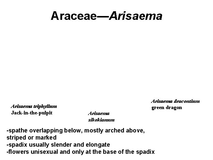 Araceae—Arisaema triphyllum Jack-in-the-pulpit Arisaema sikokianum Arisaema dracontium green dragon -spathe overlapping below, mostly arched