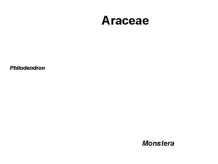 Araceae Philodendron Monstera 