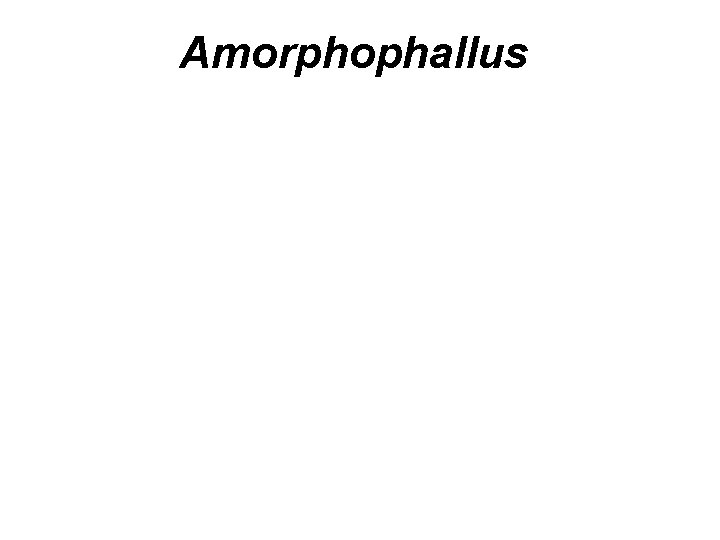 Amorphophallus 