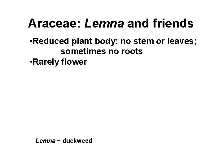 Araceae: Lemna and friends • Reduced plant body: no stem or leaves; sometimes no