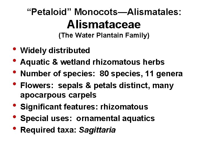 “Petaloid” Monocots—Alismatales: Alismataceae (The Water Plantain Family) • Widely distributed • Aquatic & wetland