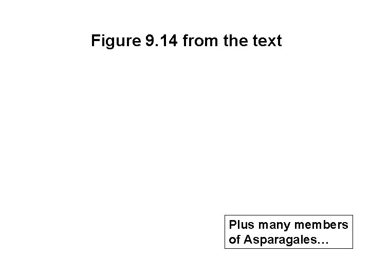 Figure 9. 14 from the text Plus many members of Asparagales… 